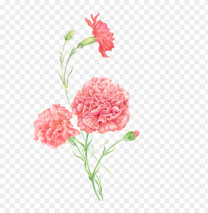 Carnation Clip Art Women Flower Pink For Mothers Day PNG Transparent Background