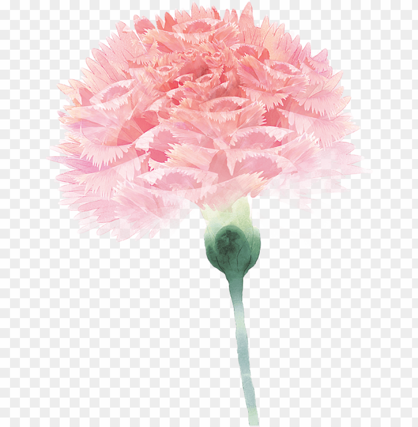 Carnation Flower Floral Design Pink For Mothers Day PNG Transparent Background