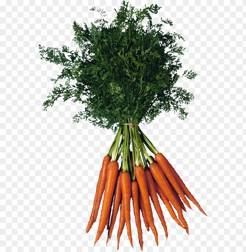 
carrot
, 
domestic carrot
, 
fast-growing
, 
carrots
