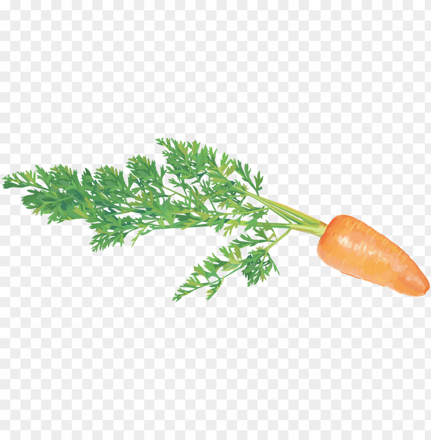 
carrot
, 
domestic carrot
, 
fast-growing
, 
carrots
