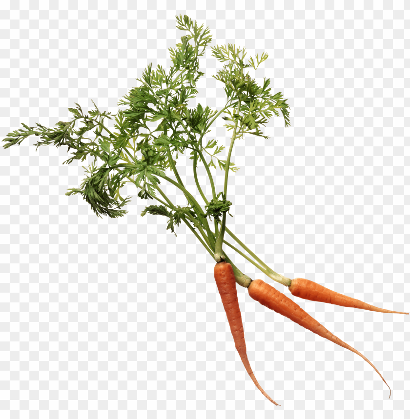 
carrot
, 
domestic carrot
, 
fast-growing
, 
carrots
