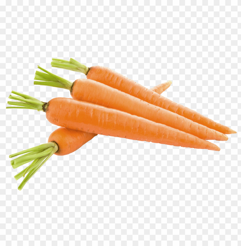 
carrot
, 
domestic carrot
, 
fast-growing
, 
carrots
