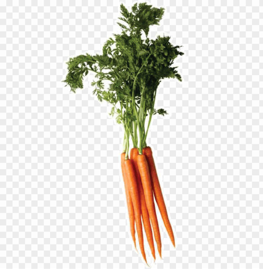 
carrot
, 
domestic carrot
, 
fast-growing
, 
carrots
