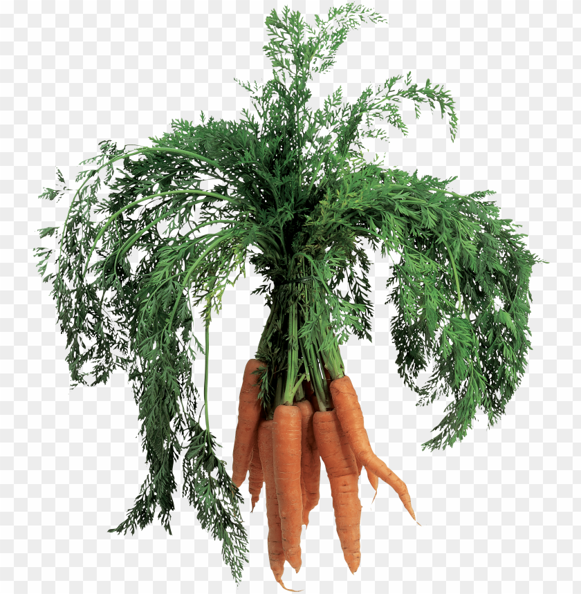 
carrot
, 
domestic carrot
, 
fast-growing
, 
carrots
