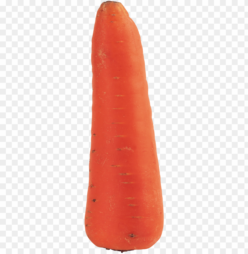 
carrot
, 
domestic carrot
, 
fast-growing
, 
carrots
