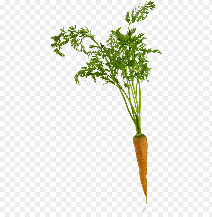 
carrot
, 
domestic carrot
, 
fast-growing
, 
carrots
