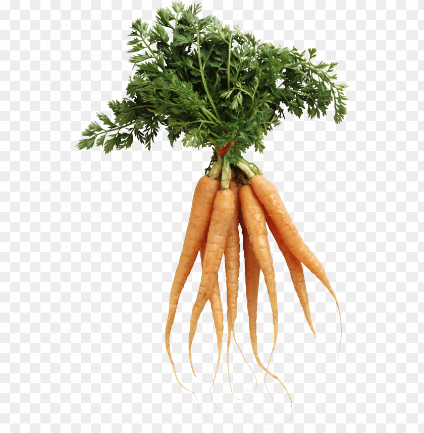 
carrot
, 
domestic carrot
, 
fast-growing
, 
carrots
