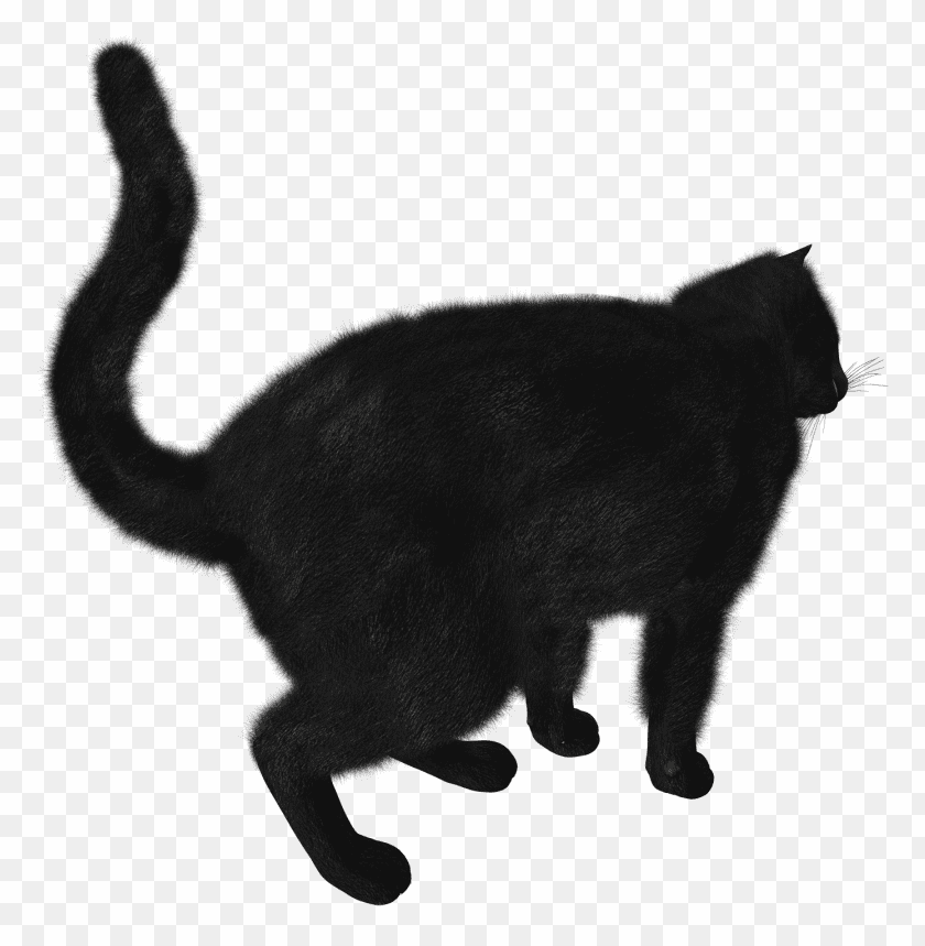 cat,cat free png,cat png free,cat png,cat images png,cat file png,cat transparent