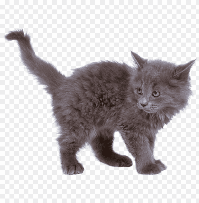 cat,cat free png,cat png free,cat png,cat images png,cat file png,cat transparent