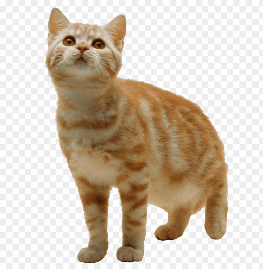 cat,cat free png,cat png free,cat png,cat images png,cat file png,cat transparent