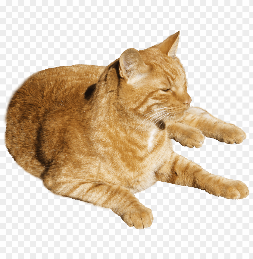 Cat lying down PNG, domestic animal, orange, relaxed