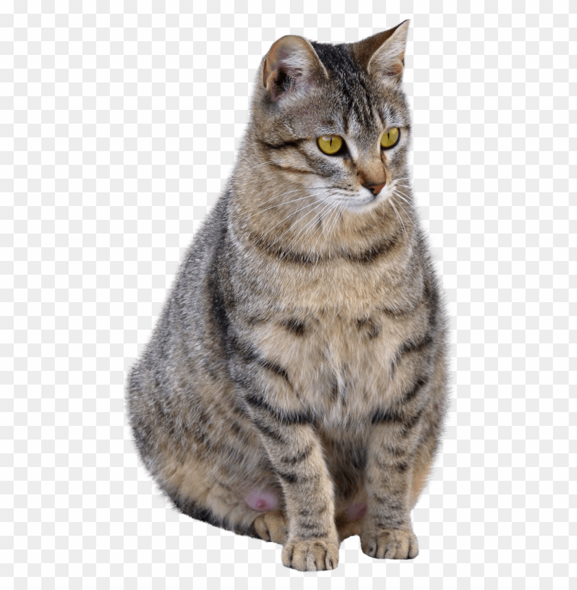 Fat cat PNG, sitting, domestic, relaxed