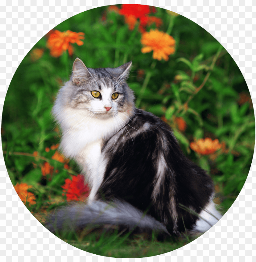 Cat PNG Transparent Background