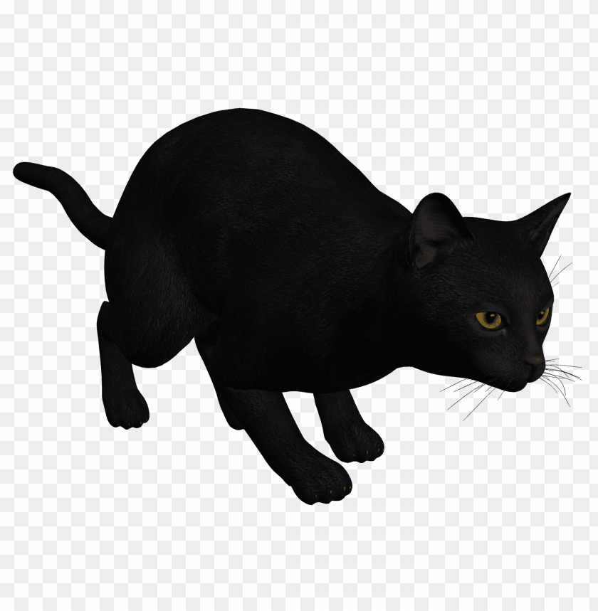 black, cat