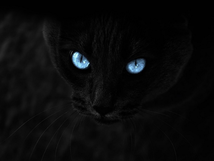 cat, black, blue-eyed, glance