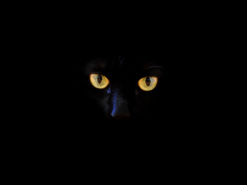 cat, black cat, eyes, dark