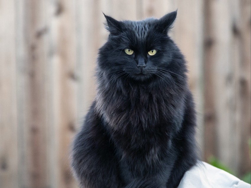 cat, black cat, fluffy, sight, angry