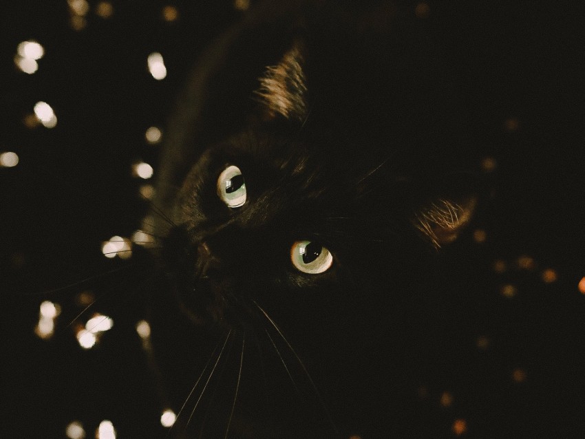 Cat Black Glance Pet Animal Background