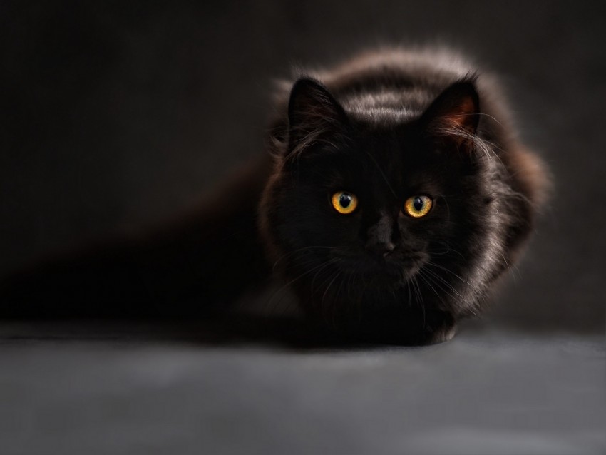 Cat Black Maine Coon Eyes Looks Background