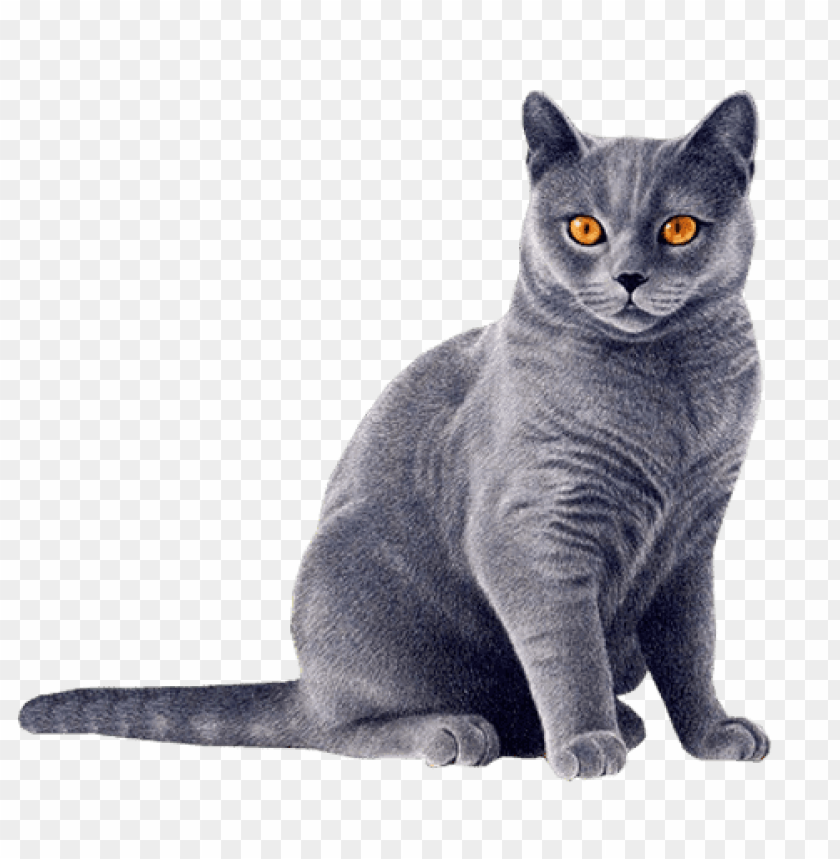 animals, cats, cat blue, 