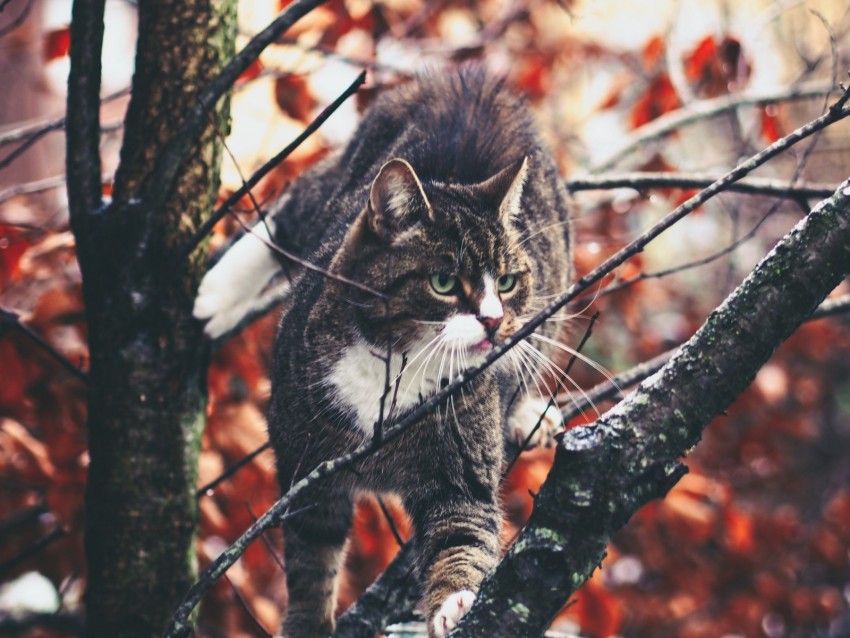 Cat Branches Climb Curiosity Walk Background