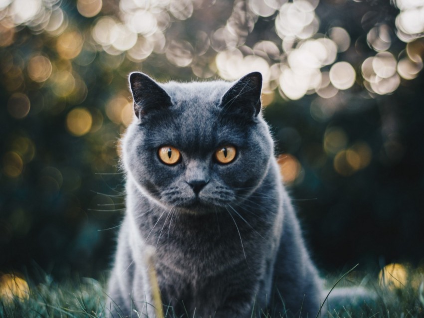 british shorthair cat, gray fur, intense gaze, bokeh background, pet photography