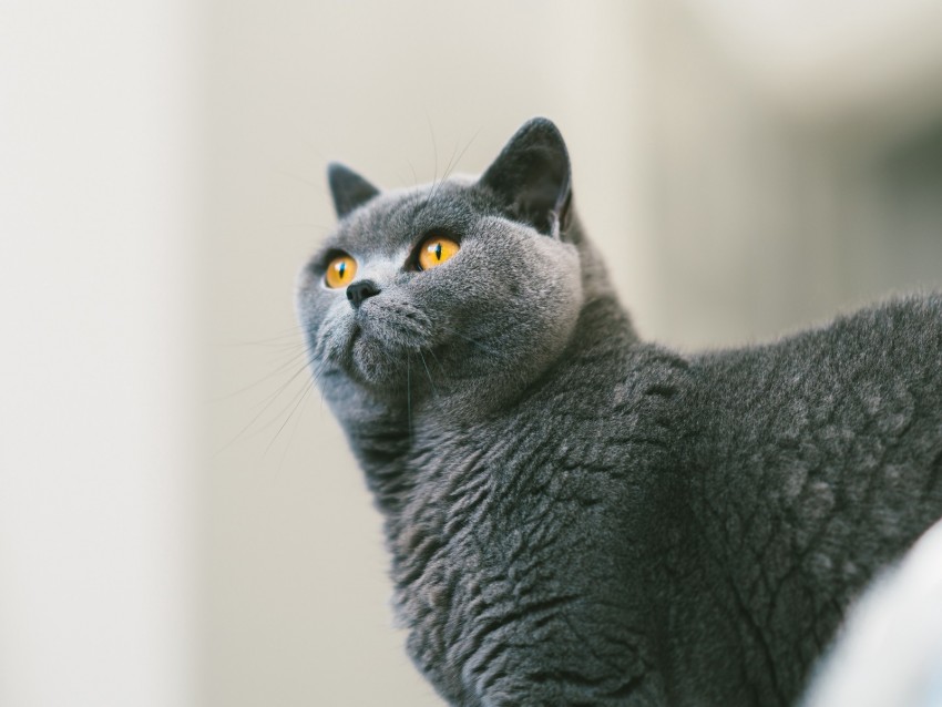 cat, british, gray, curiosity, fur