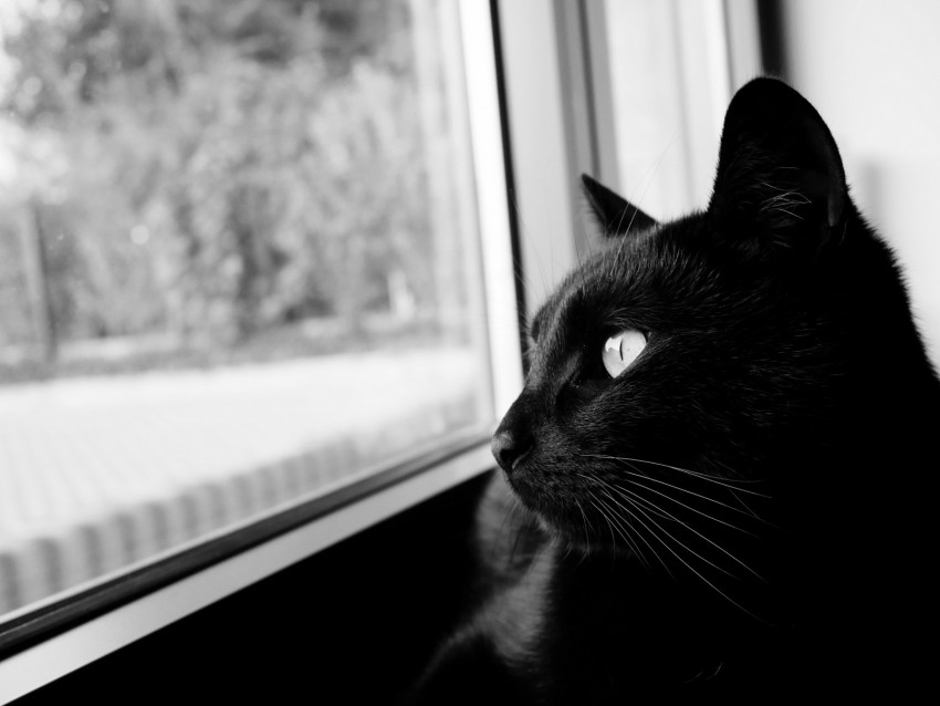 Cat Bw Black Cat Black Muzzle Background