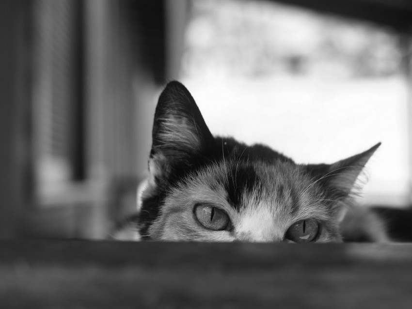 cat, bw, eyes, spy, ears