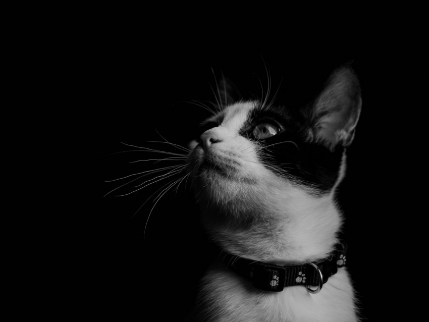 cat, bw, kitten, collar