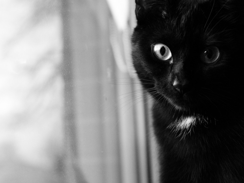 Cat Bw Muzzle Black Cat Eyes Background