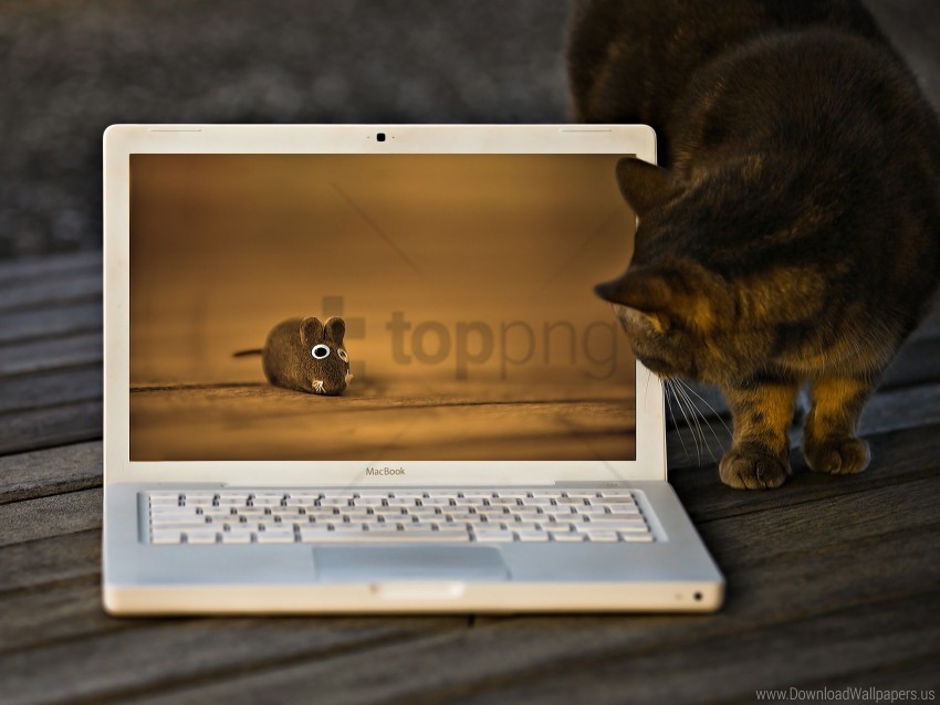 cat, mouse, laptop, animal, technology, wildlife, computer