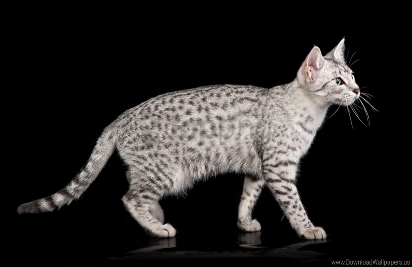 Cat Color Egyptian Mau Spotted Wallpaper PNG Transparent Background