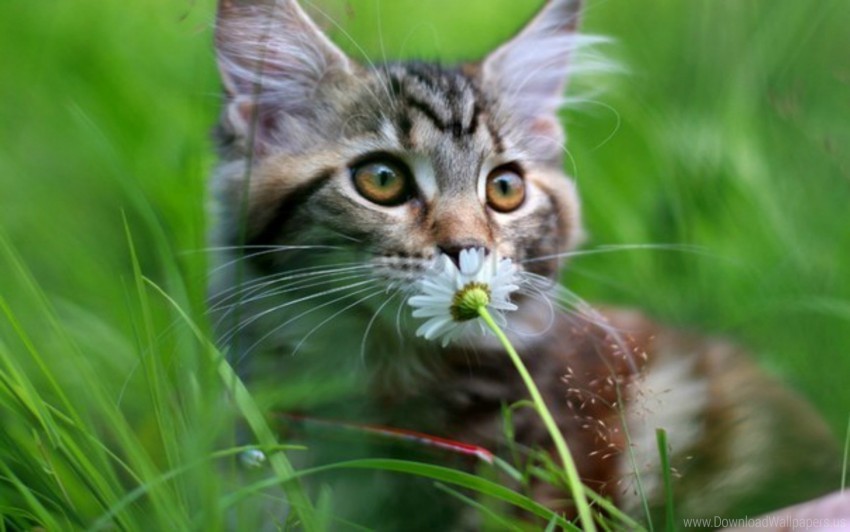 cat, kitten, grassy meadow, wildflower, feline, nature, green grass