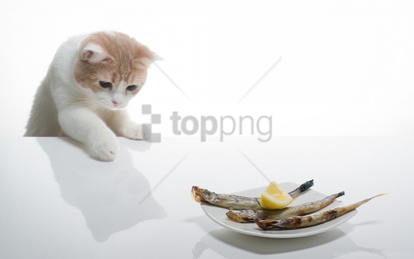 Cat Delicious Food Plates Wallpaper PNG Transparent Background