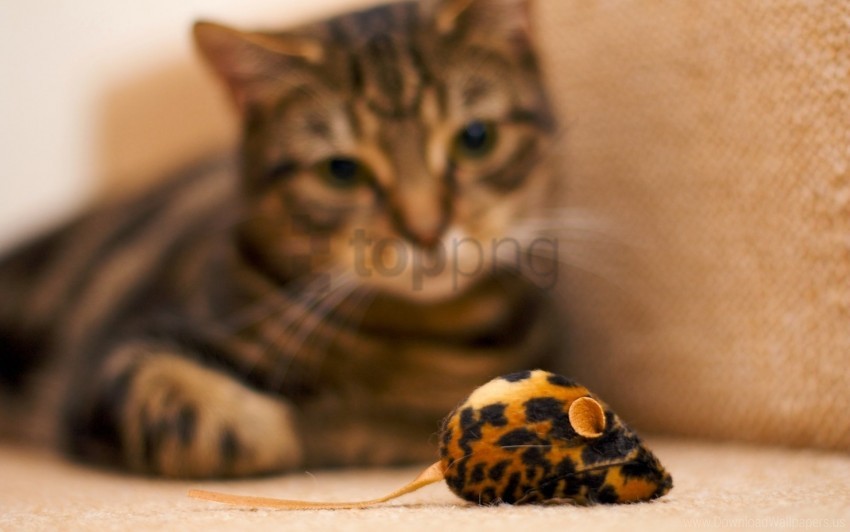 cat, toy mouse, leopard print, pet play, playful cat, indoor cat, feline companion