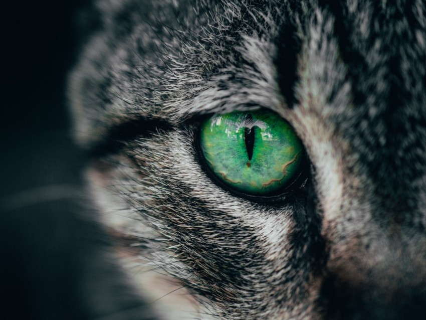 Cat Eye Green Pupil Closeup Background