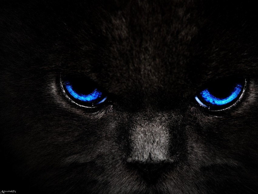 Cat Eyes Blue Glance Dark Background