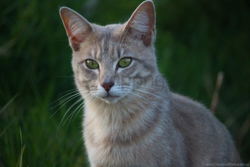 cat, feline, green eyes, outdoor animal, grass background, tabby, domestic cat