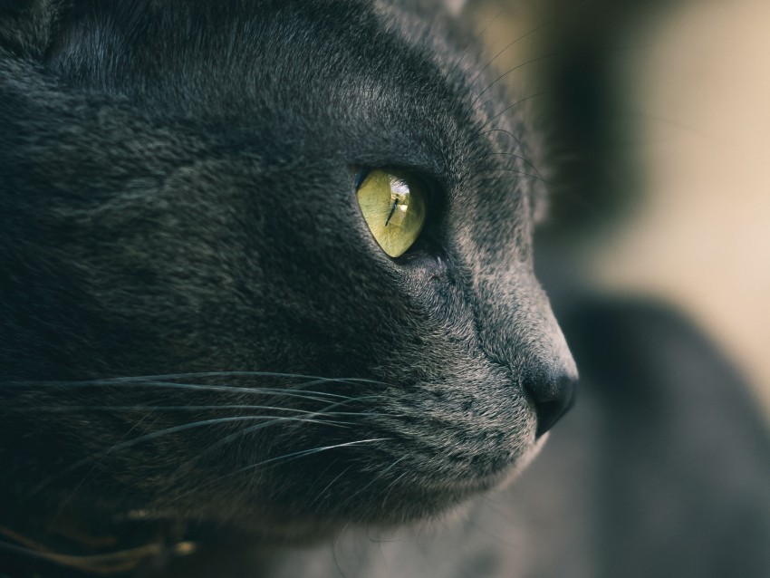 cat, eyes, nose, wool, gray