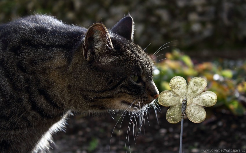 cat, flower, nature, animal, garden, plant, outdoor