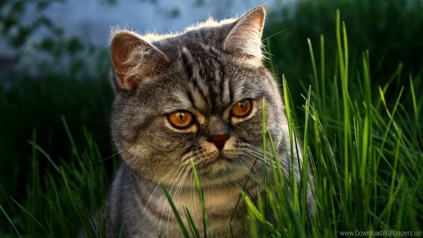 Cat Face Grass Hide Wallpaper PNG Transparent Background