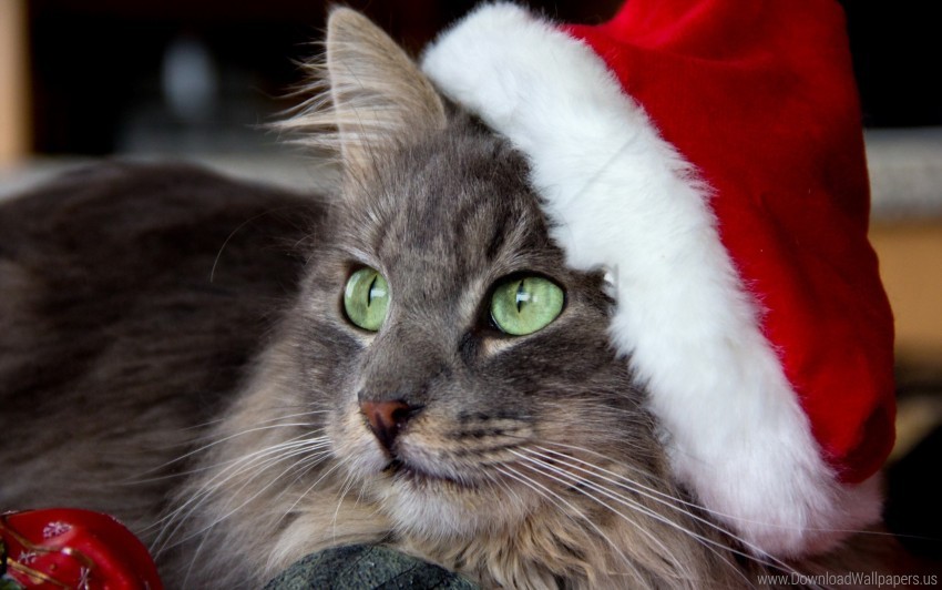 cat, Christmas hat, green eyes, furry animal, festive pet, holiday spirit, winter accessories