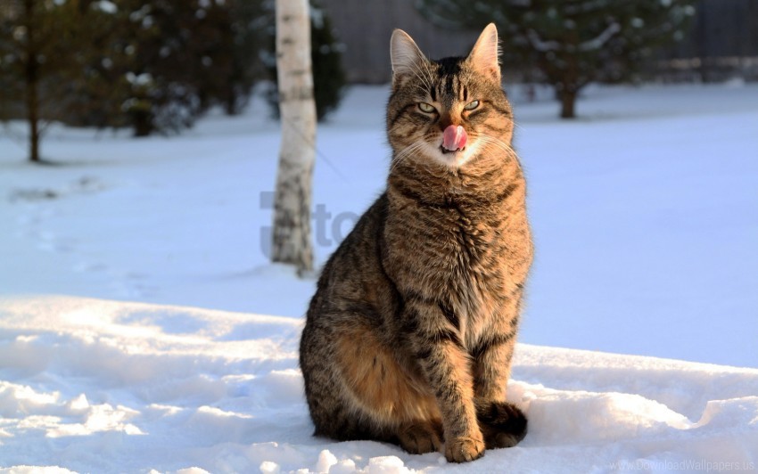 Cat Face Lick Snow Striped Tongue Winter Wallpaper PNG Transparent Background