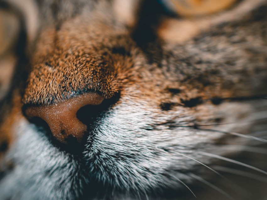 Cat Face Nose Closeup Pet Background