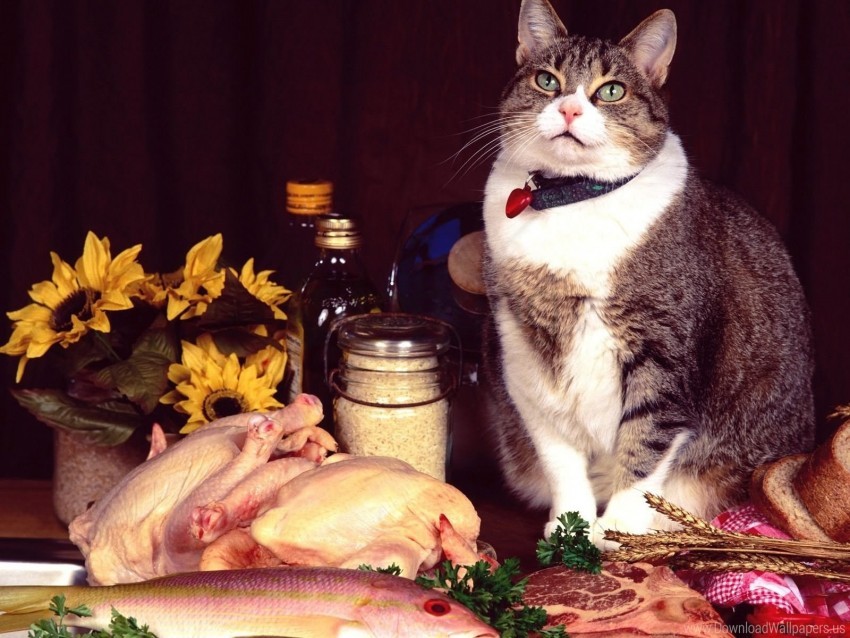 cat, chicken, sunflowers, meat, herbs, bread, fish