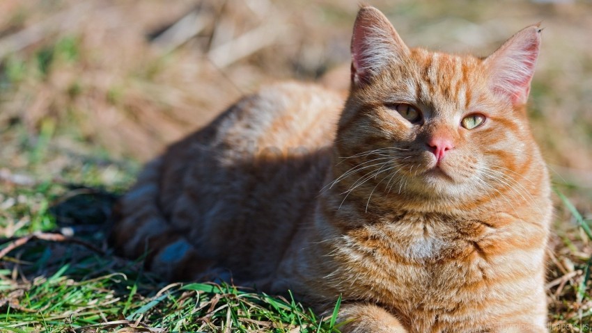 Cat Fat Grass Lie Striped Wallpaper PNG Transparent Background