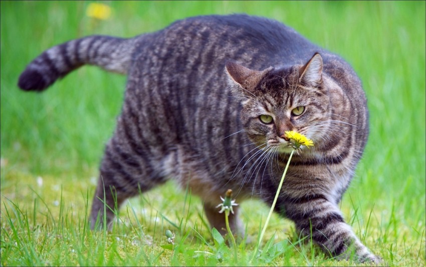 Cat Fat Grass Smell Walk Wallpaper PNG Transparent Background