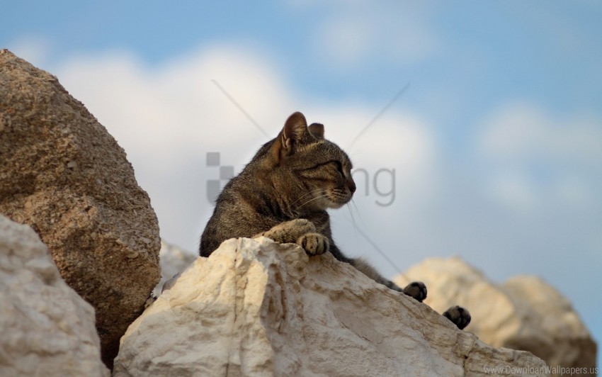 Cat Fatigue Lying Rocks Wallpaper PNG Transparent Background