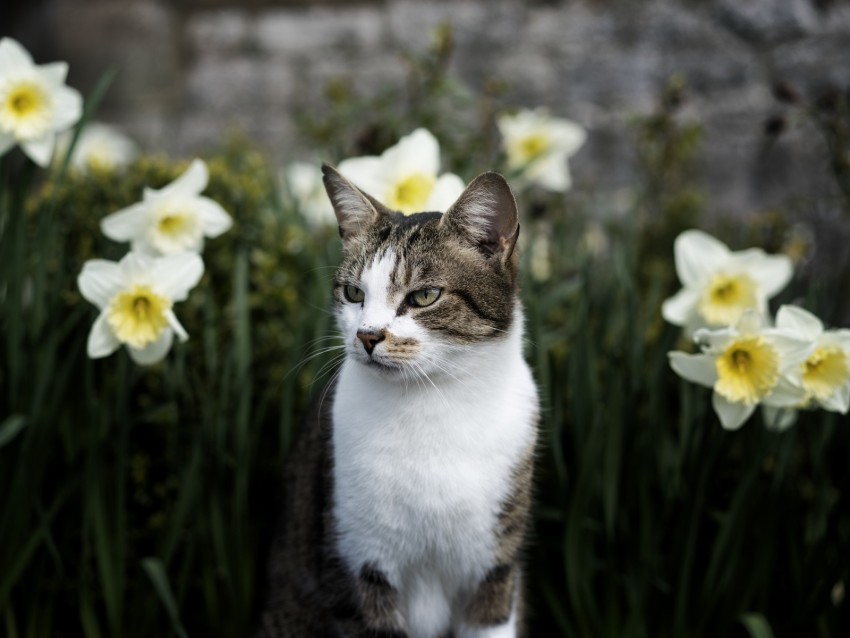 Cat Flowers Glance Pet Animal Background